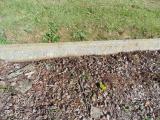 image of grave number 582976